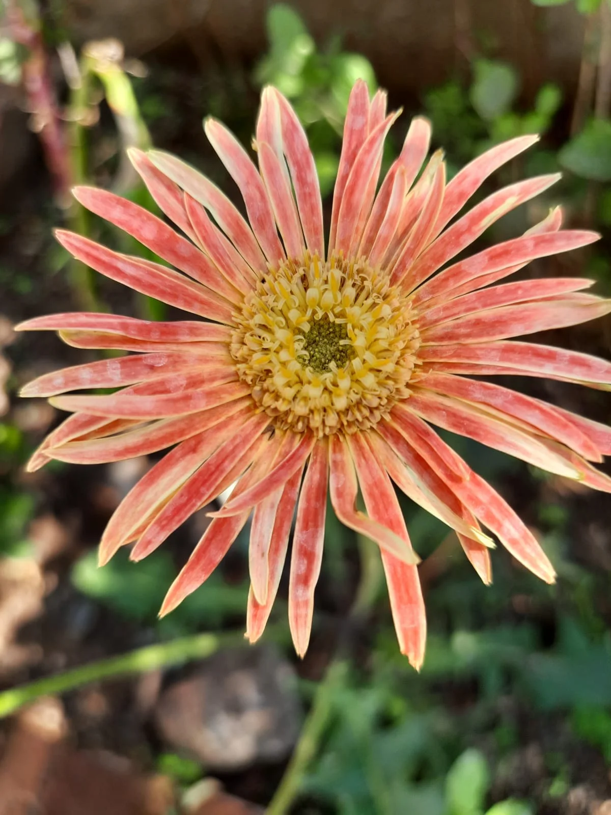 admin/uploads/uploads/orange_rose.webp