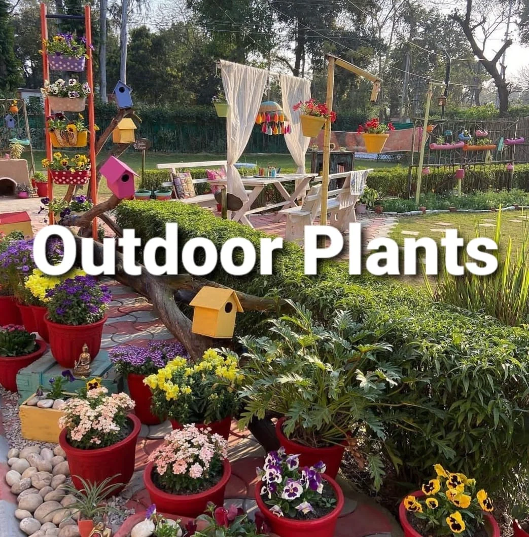 admin/uploads/uploads/outdoor_plants.webp